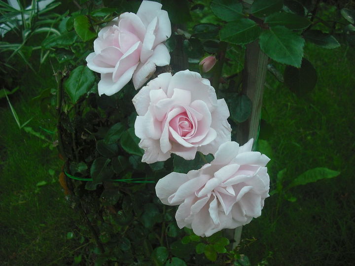 compartilhando minhas rosas e flores com o jardim 3, Essa a malva que estava nas primeiras fotos e ela floresceu ficou t o linda