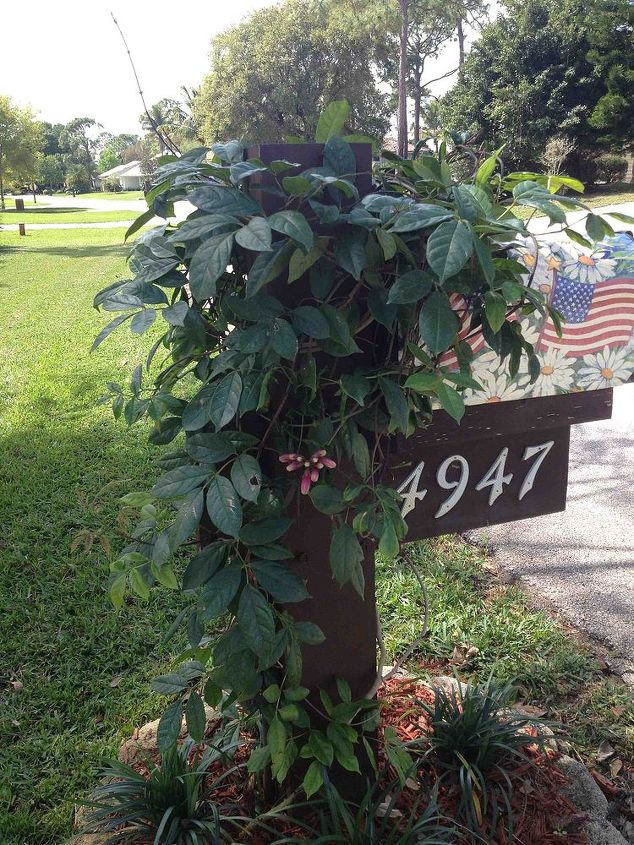 what is this vine, flowers, gardening