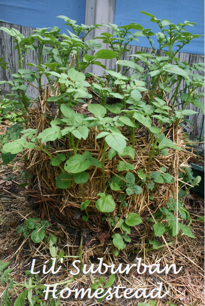 build your own potato tower, gardening, Potatoes Will Soon Be Ready To Harvest