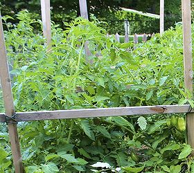 guide to growing tomatoes, gardening, Build a support system using 1x2 posts vertically and horizontally