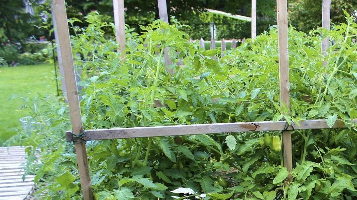 guia de cultivo de tomate, Construa um sistema de suporte usando postes 1x2 na vertical e na horizontal