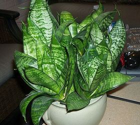 q can you name this houseplant, gardening, constantly outgrows its planter