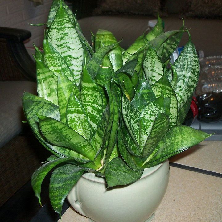 q can you name this houseplant, gardening, constantly outgrows its planter