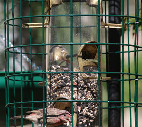 addendum to a post bird feeder protector, outdoor living, pets animals, This image of a lone house finch noshing at the enclosed feeder in my garden was featured in my 9 20 13 post on HT