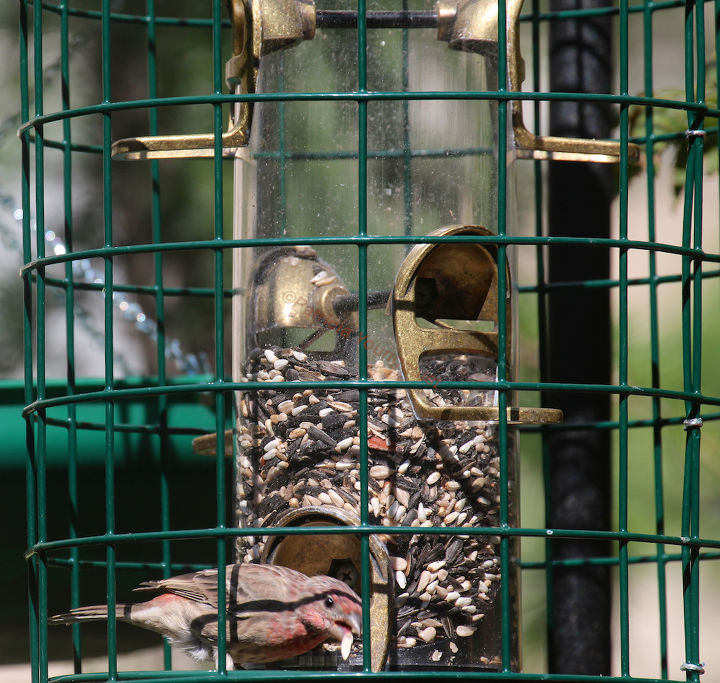 addendum to a post bird feeder protector, outdoor living, pets animals, This image of a lone house finch noshing at the enclosed feeder in my garden was featured in my 9 20 13 post on HT