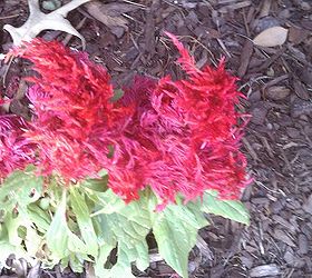 celosia leaves damage assume some type of insect what to do spray could it be, Note left side green leaves getting holes in them