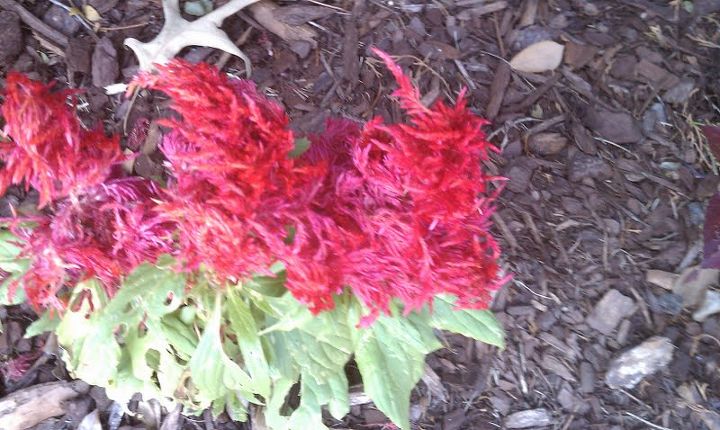 celosia leaves damage assume some type of insect what to do spray could it be, Note left side green leaves getting holes in them