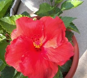 my potted plants are blooming, flowers, gardening, hibiscus, my hibiscus