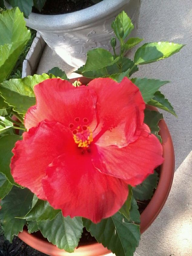 my potted plants are blooming, flowers, gardening, hibiscus, my hibiscus