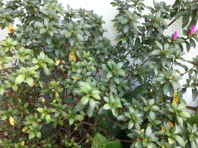 q plant id help needed please, flowers, gardening, small bush with pink flowers