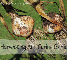 harvesting and curing garlic, gardening