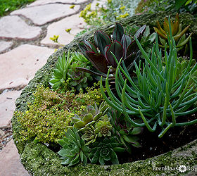 succulents little garden in my big garden, container gardening, flowers, gardening, succulents, I m a HUGE fan of succulents give them a place to show off by adding them to a container front and center