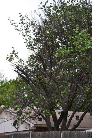 how can i save a dying apricot tree, gardening, Sick Apricot Tree needs help Is there anything that can be done to save it