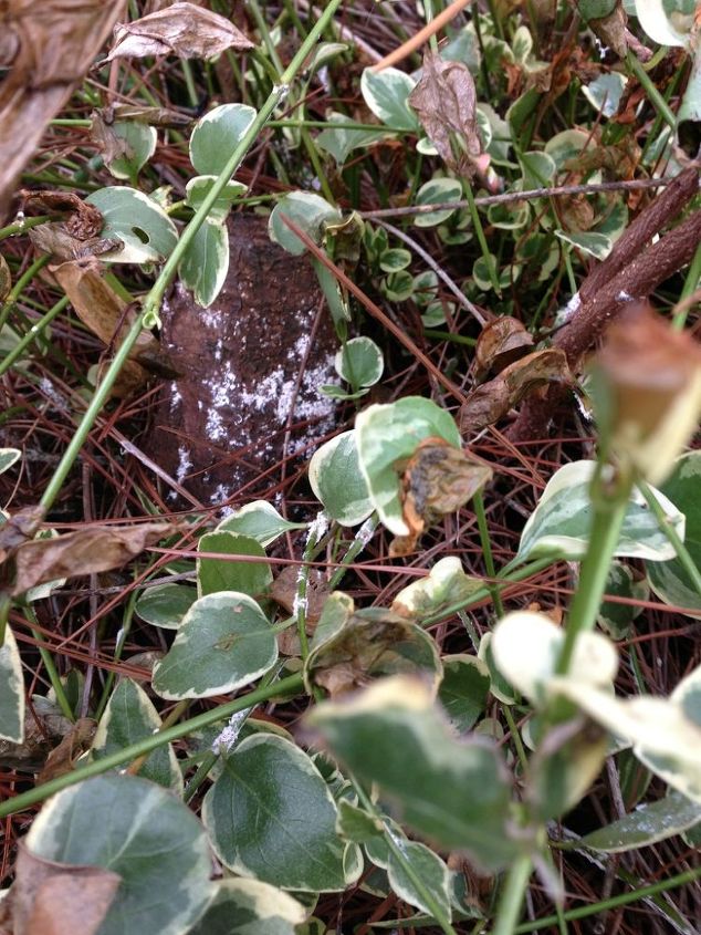 what is killing my plants, gardening, Fungus on a tree stump also