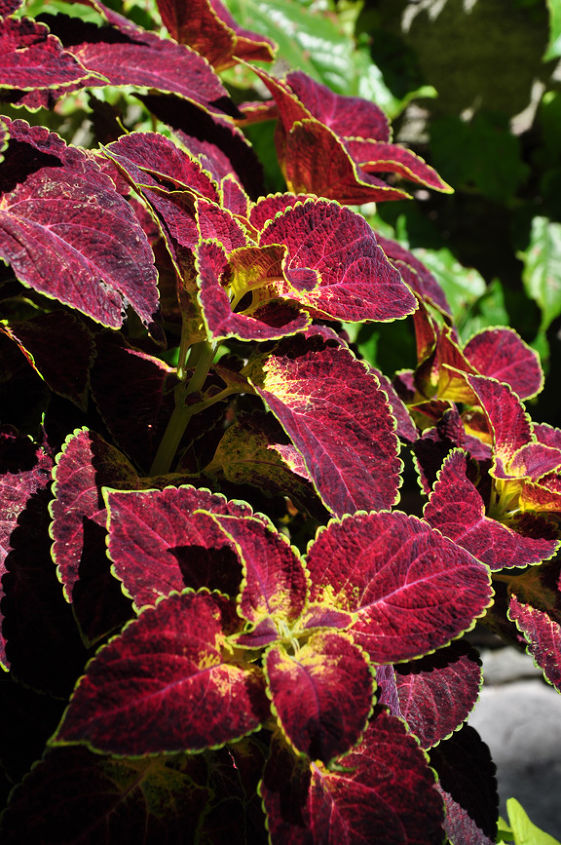 coleus as a colorful annual, container gardening, flowers, gardening, Wether you like Coleus or not the idea you can take away from this garden is that interesting things happen when you think outside the box