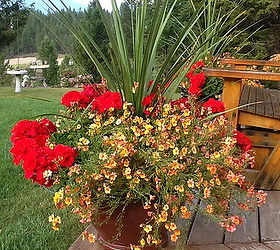 mountain yard in british columbia, flowers, gardening, Red Geraniums