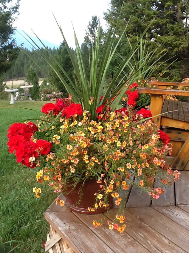 mountain yard in british columbia, flowers, gardening, Red Geraniums