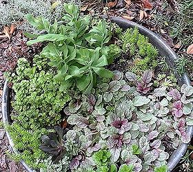 gardening in charlotte nc, flowers, gardening, landscape, succulents, Have learned to love sedums and succulents in this hot part of the world