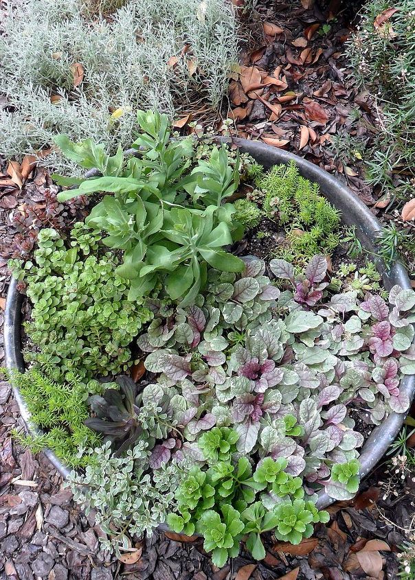 gardening in charlotte nc, flowers, gardening, landscape, succulents, Have learned to love sedums and succulents in this hot part of the world