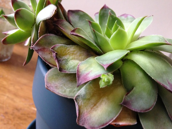 q succulent dying or growing, flowers, gardening, succulents