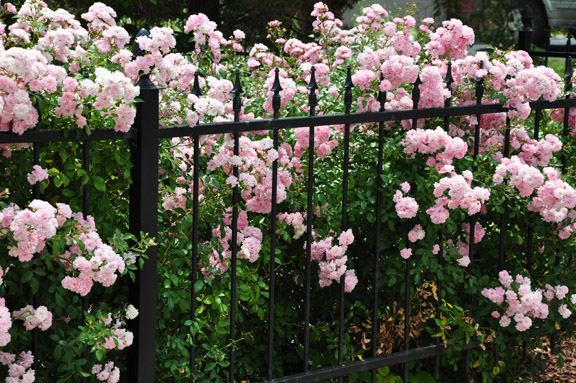 a rose covered cottage, container gardening, flowers, gardening, Fairy roses spill through the fence