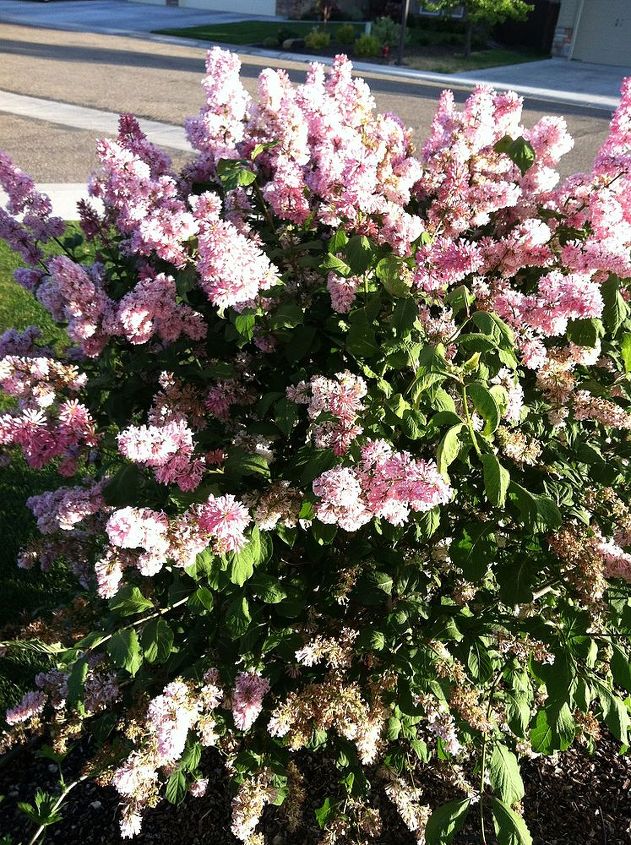 does anyone know what the name of this shrub is, flowers, gardening