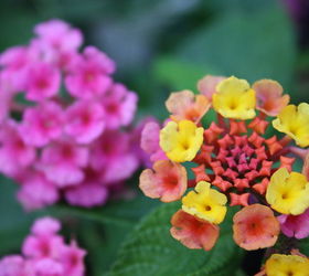 pt 3 of practically amp mostly care free flowers amp show stoppers, flowers, gardening, hydrangea, perennials, Lantana s Annual But I just recently found out that if you pot the plants to winterize you can replant in the spring to produce full healthy bloom