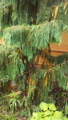 weeping alaskan turning brown