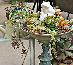 succulent bird bath, flowers, gardening, succulents