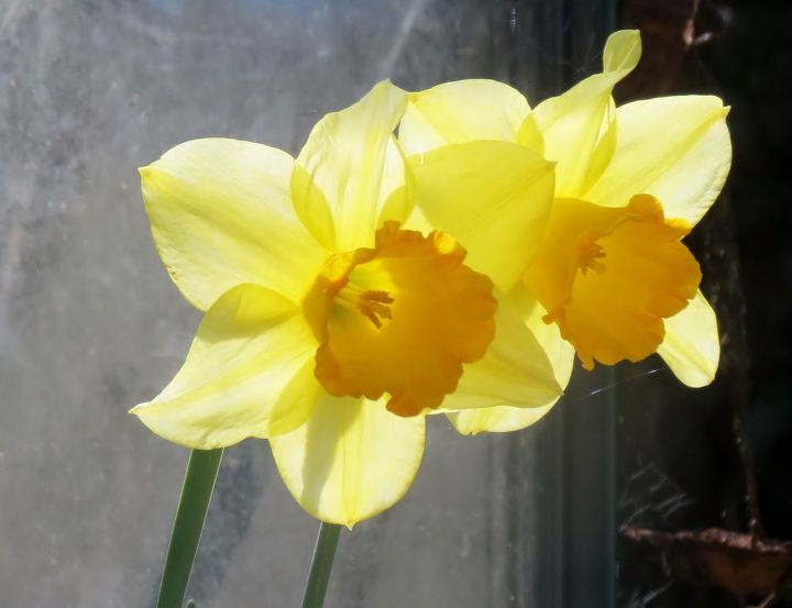 my garden in winter, container gardening, gardening, succulents, sunlight through the daffodils