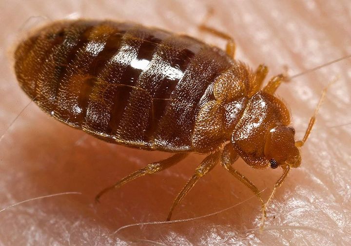 how do i know if i have bed bugs or not, pest control, Bed Bug biting the human skin