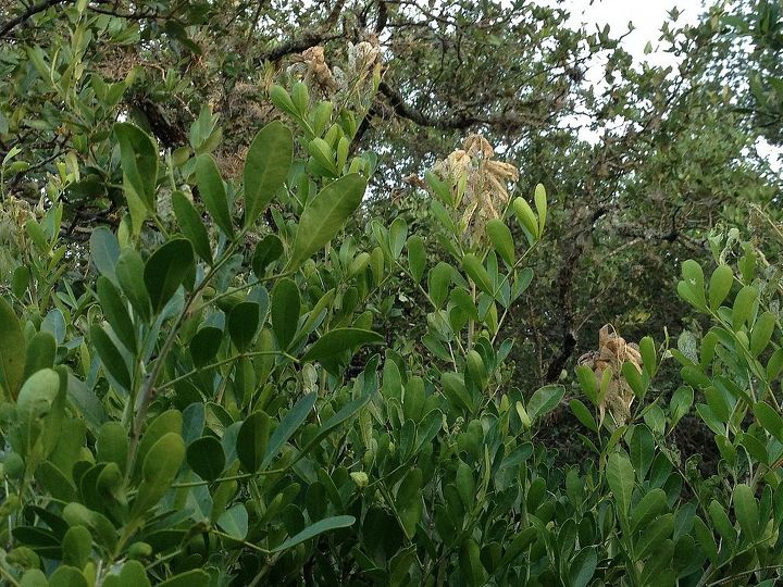 q mountain laurel problem, gardening