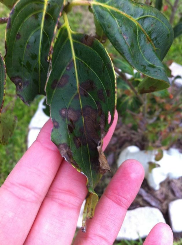 what s wrong with my dogwood, gardening