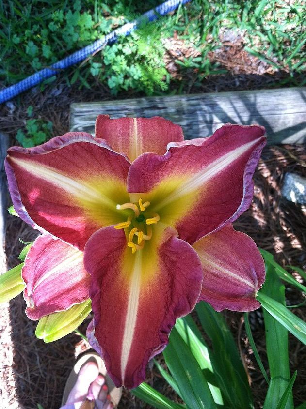 the start of the daylily blooms 2013, gardening, I crossed this one