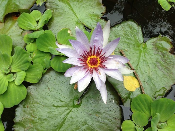 aquatic blooms and blossoms, gardening, Water lily tropical