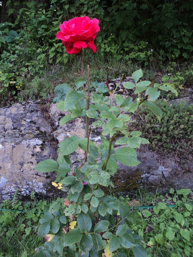 roses amp earwigs, gardening