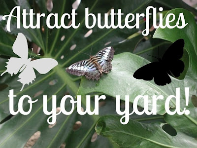 diy backyard butterfly feeder, outdoor living, pets animals
