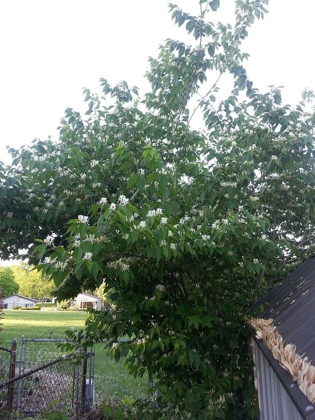 mystery bush, flowers, gardening