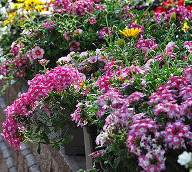 container gardening tips an interview with the editor of gardenmaking, container gardening, flowers, gardening, perennials