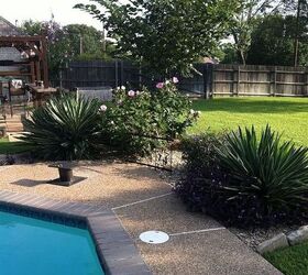 backyard flower garden, flowers, gardening, hibiscus, Adams Needle Yucca Mexican Petunia Hibiscus and Red Bud Tree