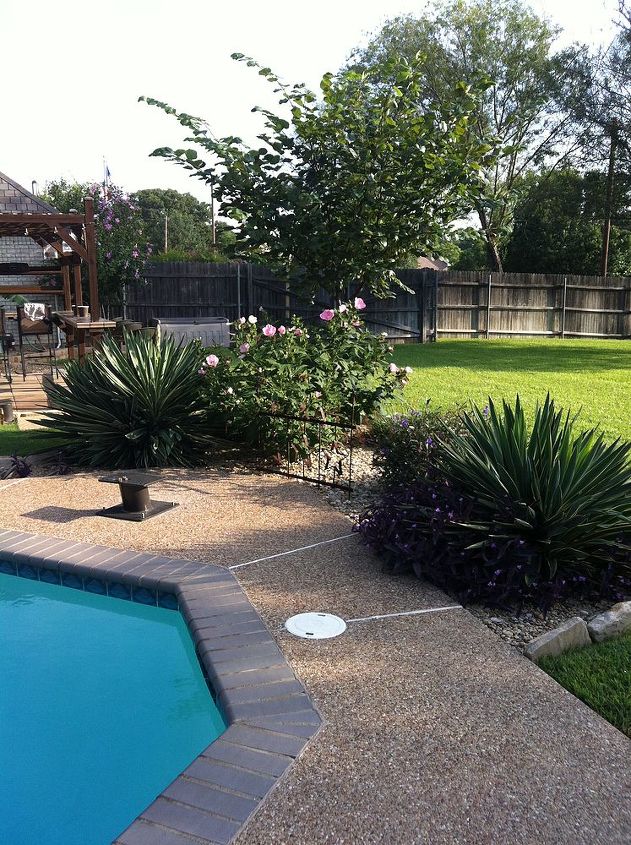 backyard flower garden, flowers, gardening, hibiscus, Adams Needle Yucca Mexican Petunia Hibiscus and Red Bud Tree