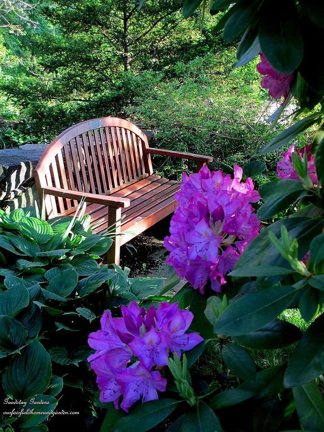may garden historic goodstay gardens, gardening, Rhododendrons in bloom