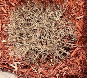boxwood leaves turn yellow and then end up with all dry leaves