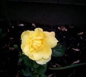 my summer garden has begun for 2013, flowers, gardening, hibiscus, MY FIRST YELLOW ROSE BLOOM