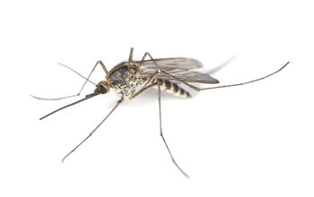 How to Keep Mosquitoes Out of Your Home