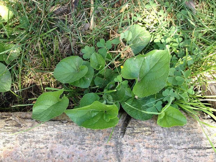 what to do with invasive violets, flowers, gardening