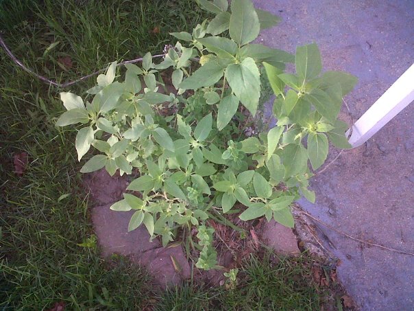 sunflower, gardening, Sunflower