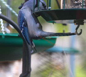addendum to a post bird feeder protector, outdoor living, pets animals, This image of a lone blue jay at the feeder was featured on TLLG s FB Page