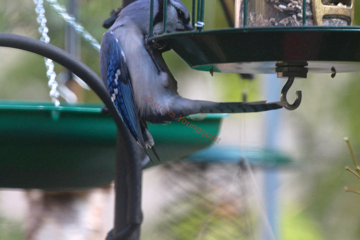 apndice a un post protector de comederos de aves, Esta imagen de un arrendajo azul solitario en el alimentador fue presentada en la p gina de FB del TLLG