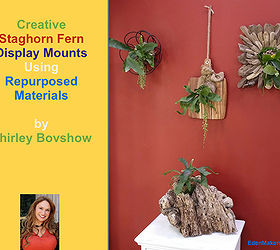 creative staghorn fern displays, As seen on the Home Family show Hallmark I created a variety of wall mounts for staghorn ferns